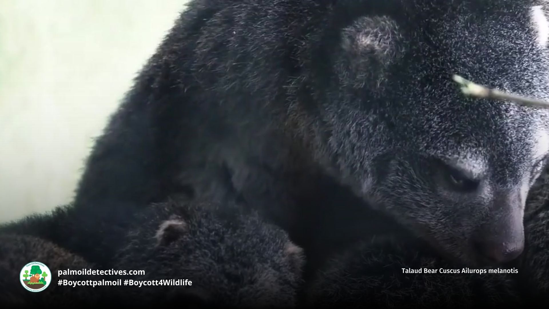 Talaud Bear Cuscus Ailurops melanotis