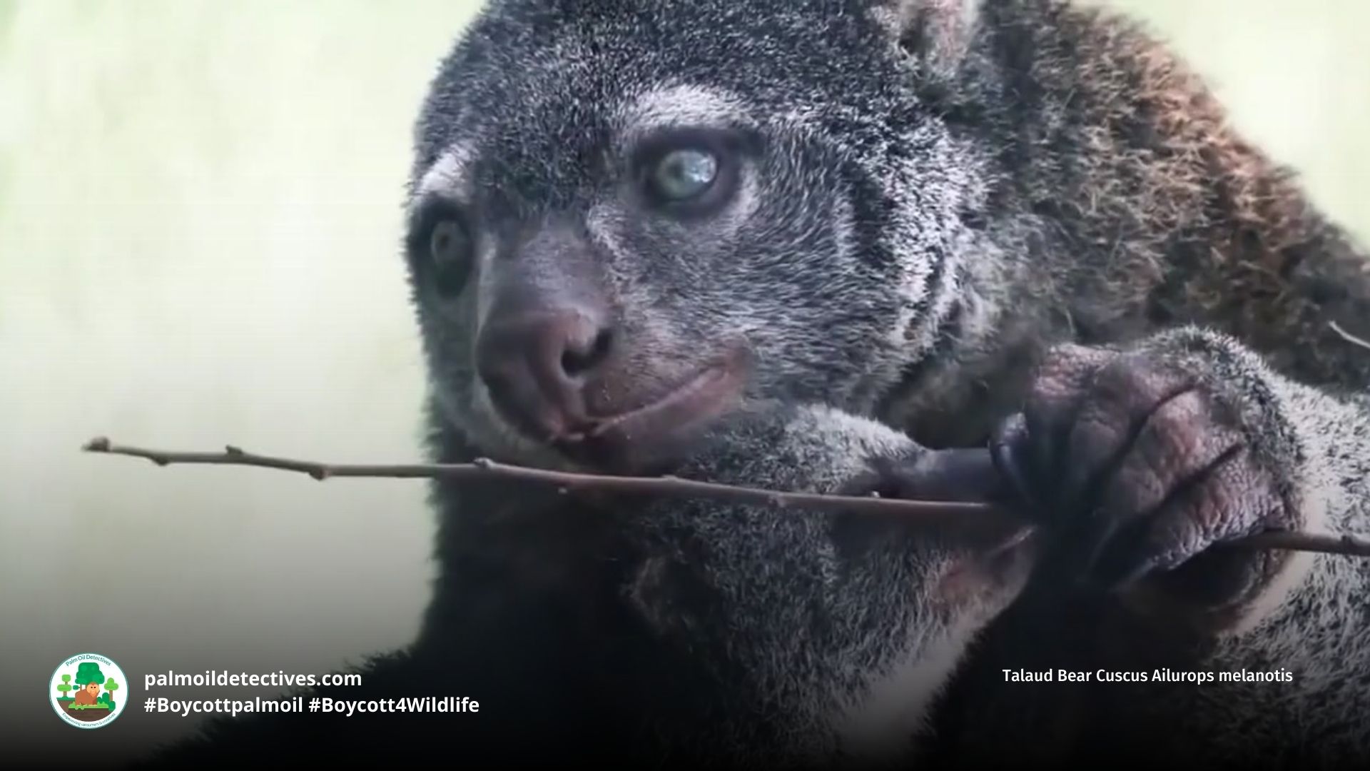 Talaud Bear Cuscus Ailurops melanotis