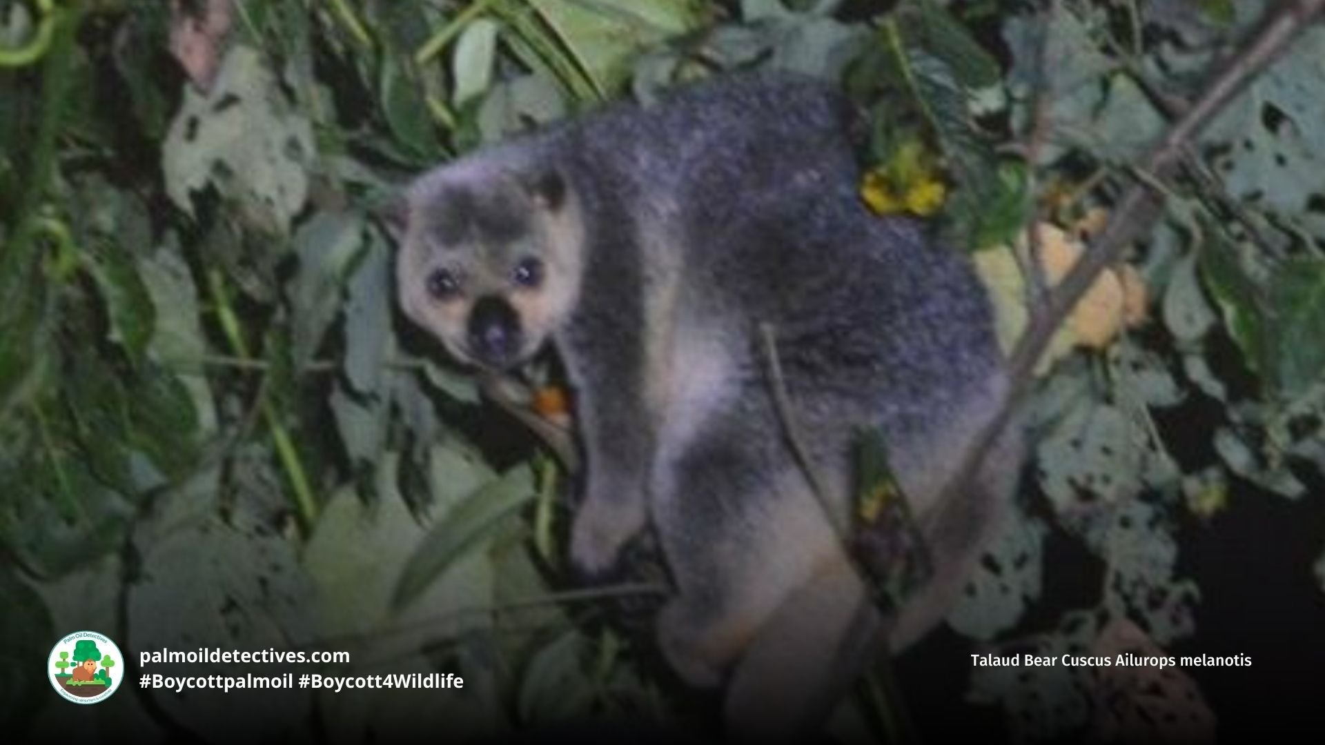 Talaud Bear Cuscus Ailurops melanotis