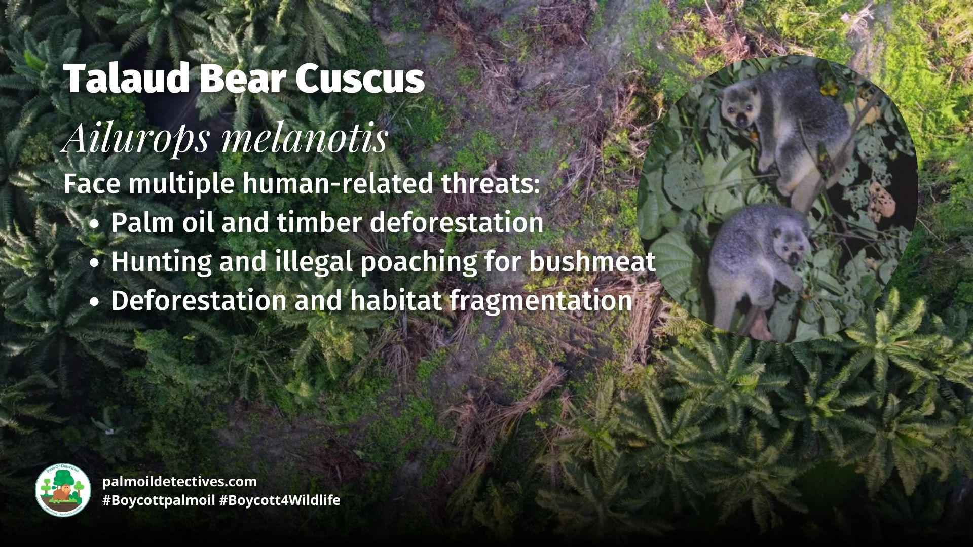 Talaud Bear Cuscus Ailurops melanotis threats