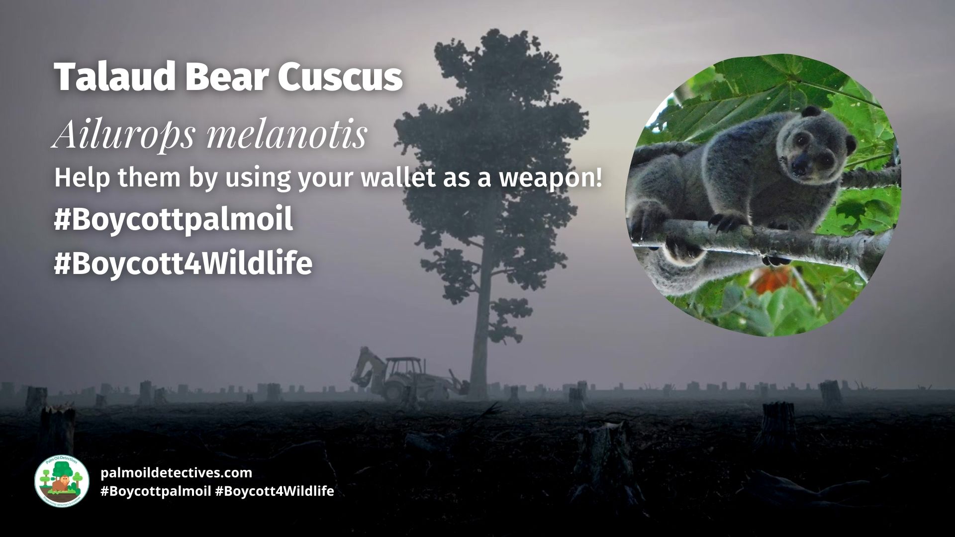 Talaud Bear Cuscus Ailurops melanotis