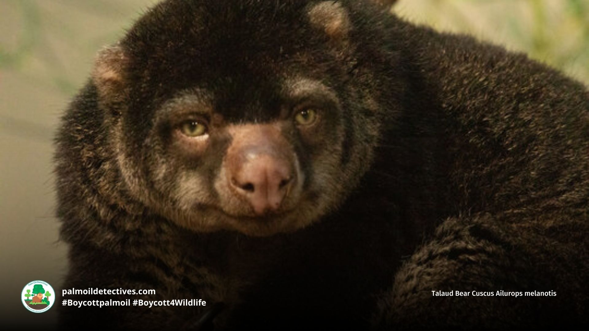 Talaud Bear Cuscus Ailurops melanotis