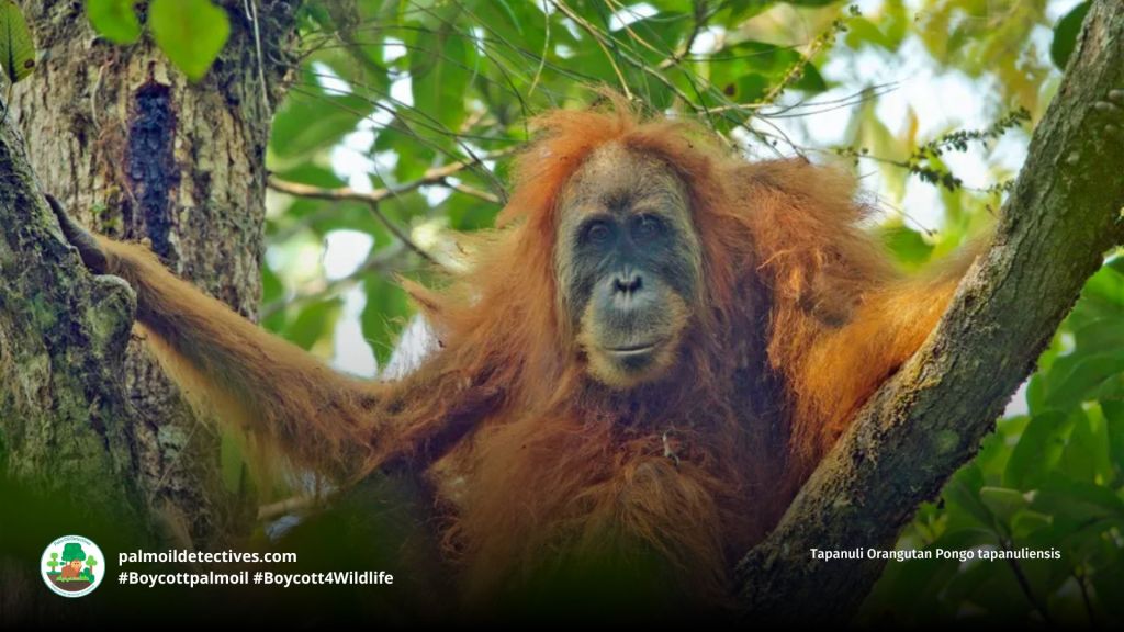 Tapanuli Orangutan Pongo tapanuliensis