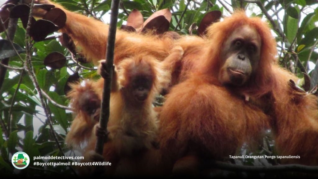 Tapanuli Orangutan Pongo tapanuliensis