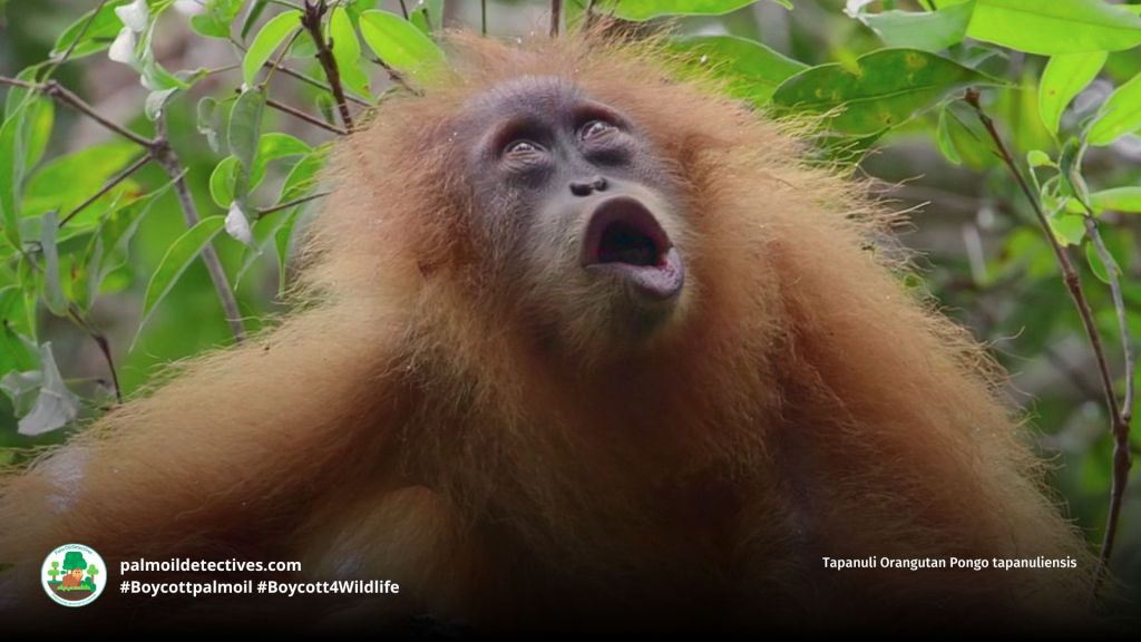 Tapanuli Orangutan Pongo tapanuliensis