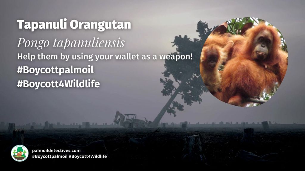 Tapanuli Orangutan Pongo tapanuliensis boycott palm oil