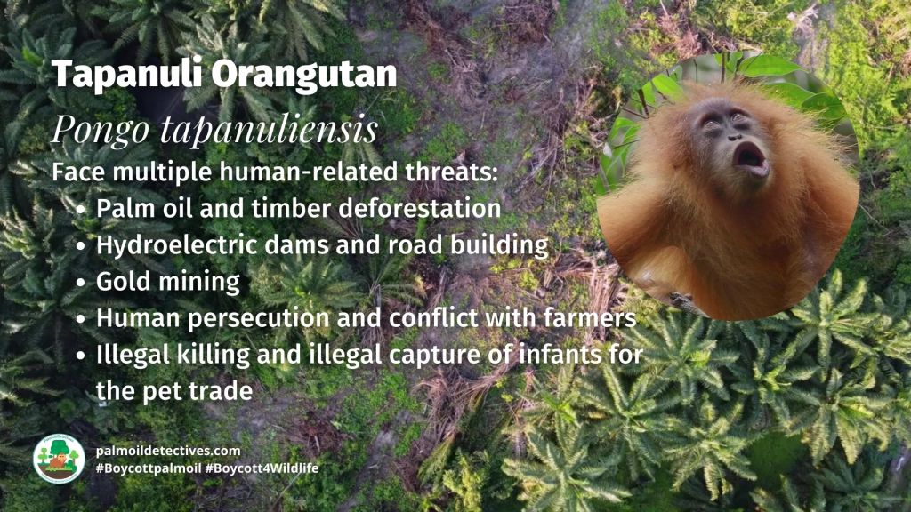 Tapanuli Orangutan Pongo tapanuliensis threats
