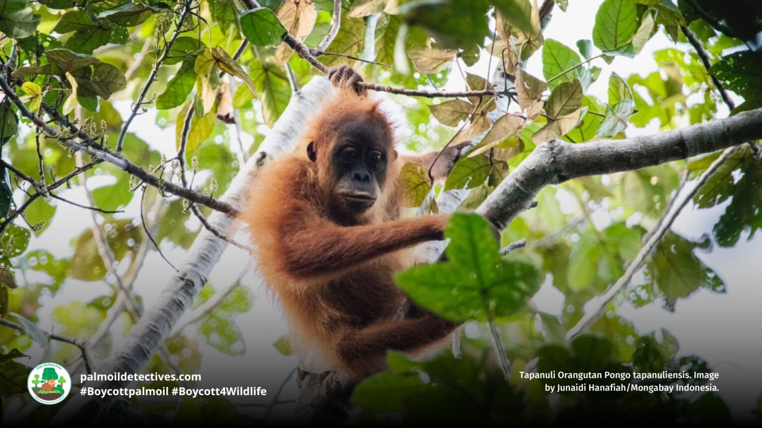 Tapanuli Orangutan Pongo tapanuliensis. Image by Junaidi Hanafiah