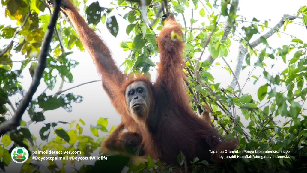 Tapanuli Orangutan Pongo tapanuliensis. Image by Junaidi Hanafiah