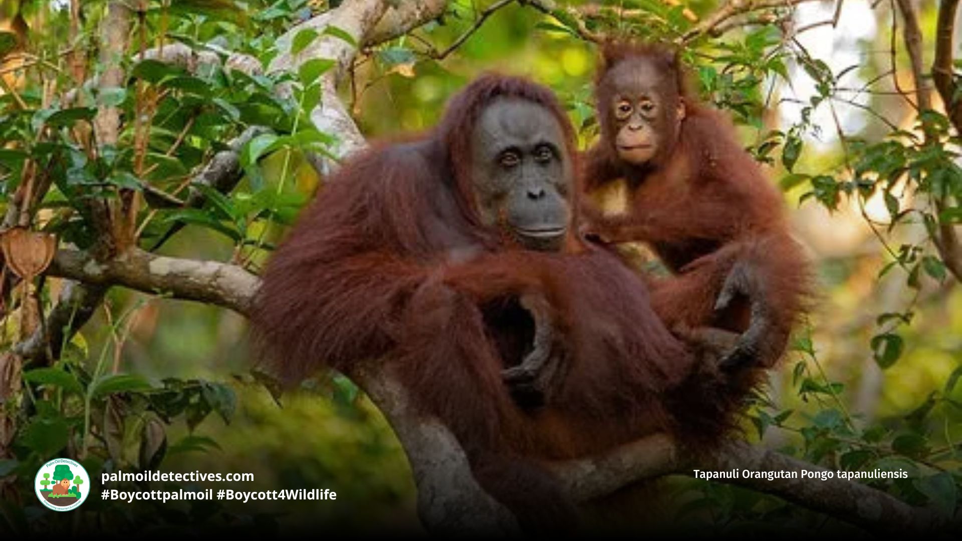 Tapanuli Orangutan Pongo tapanuliensis