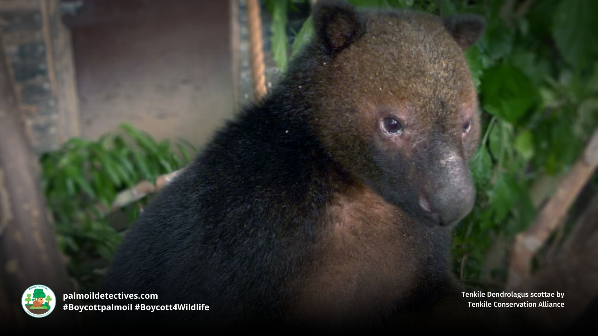 Tenkile Dendrolagus scottae
