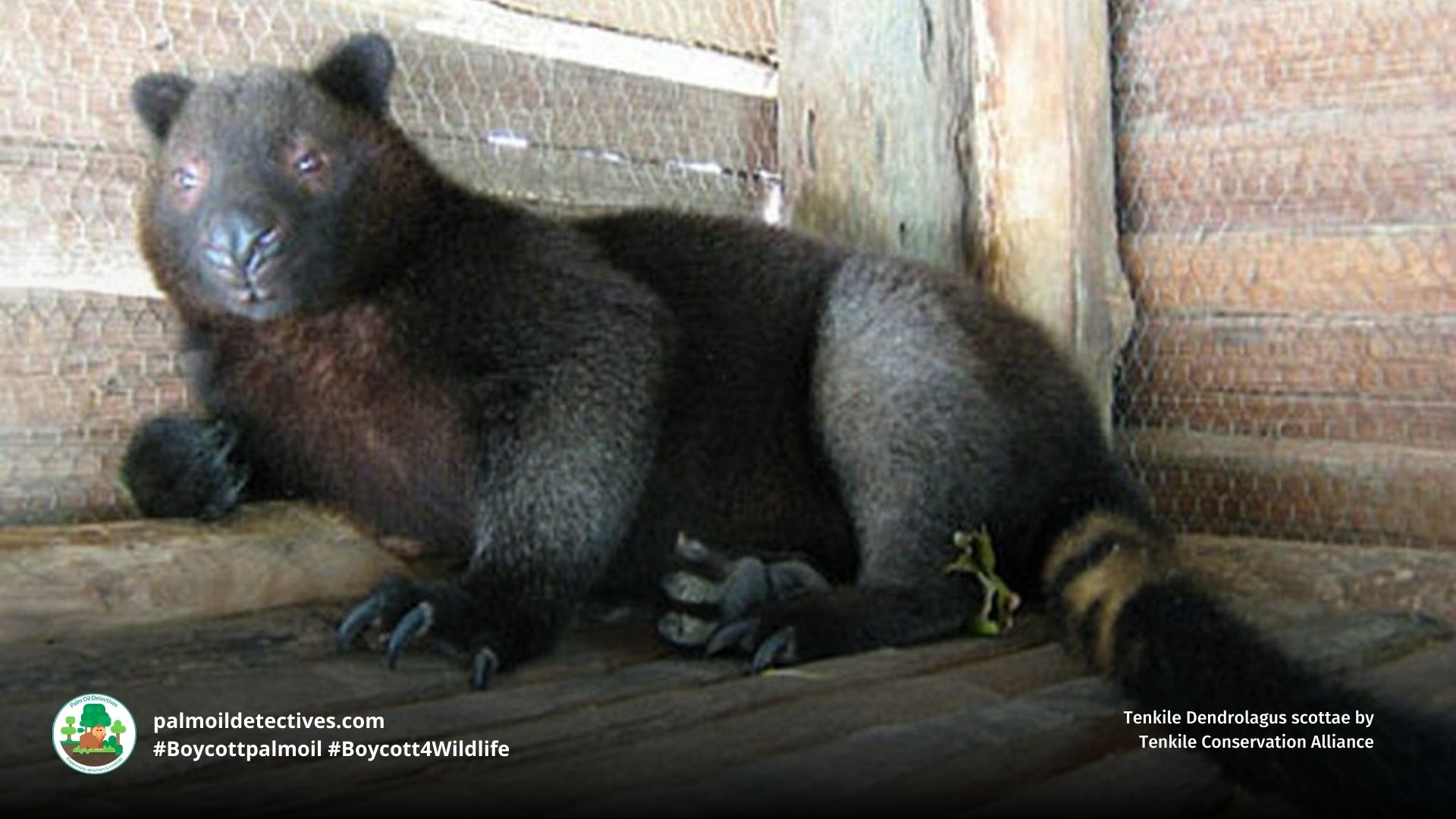 Tenkile Dendrolagus scottae