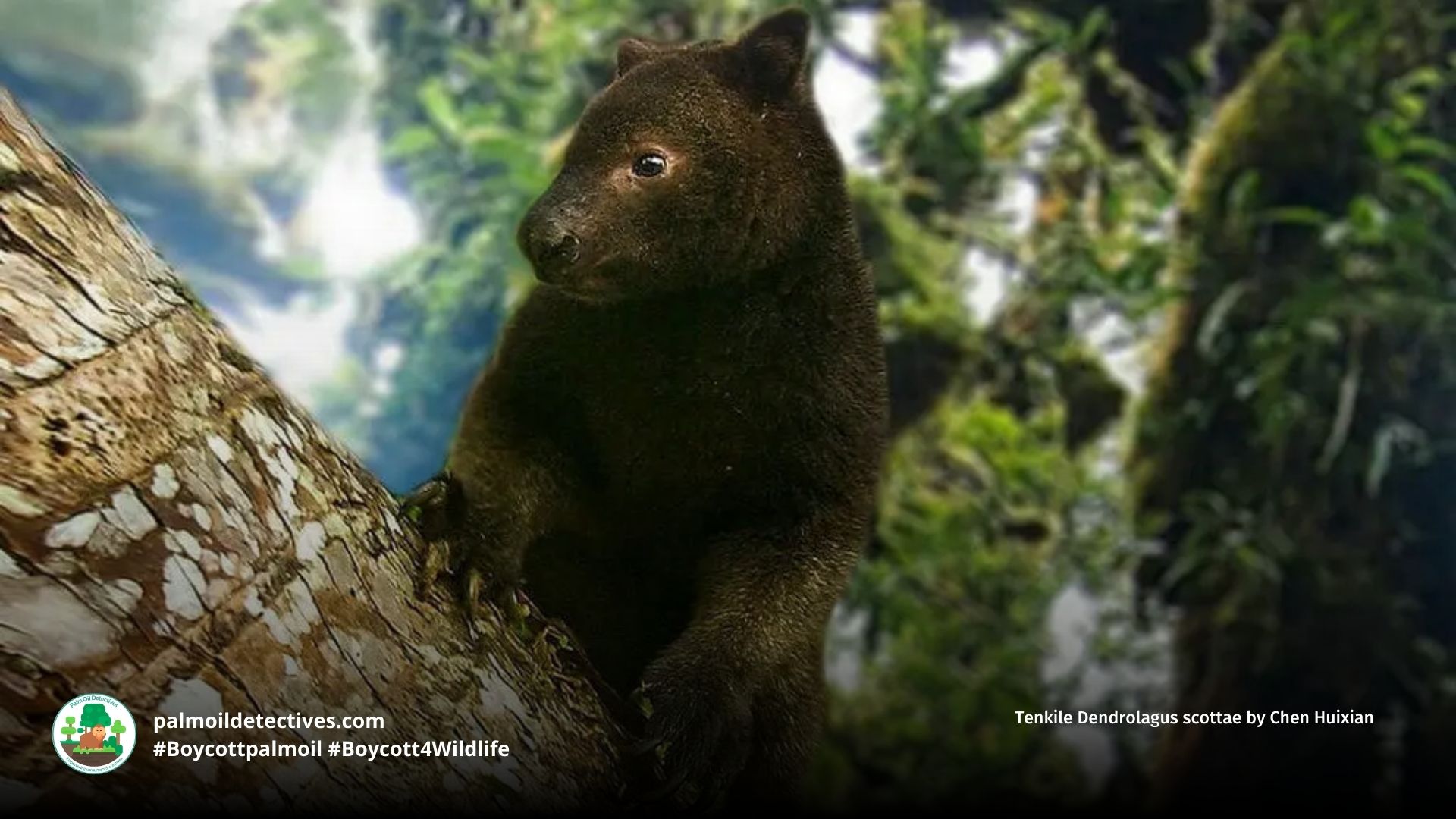 Tenkile Dendrolagus scottae