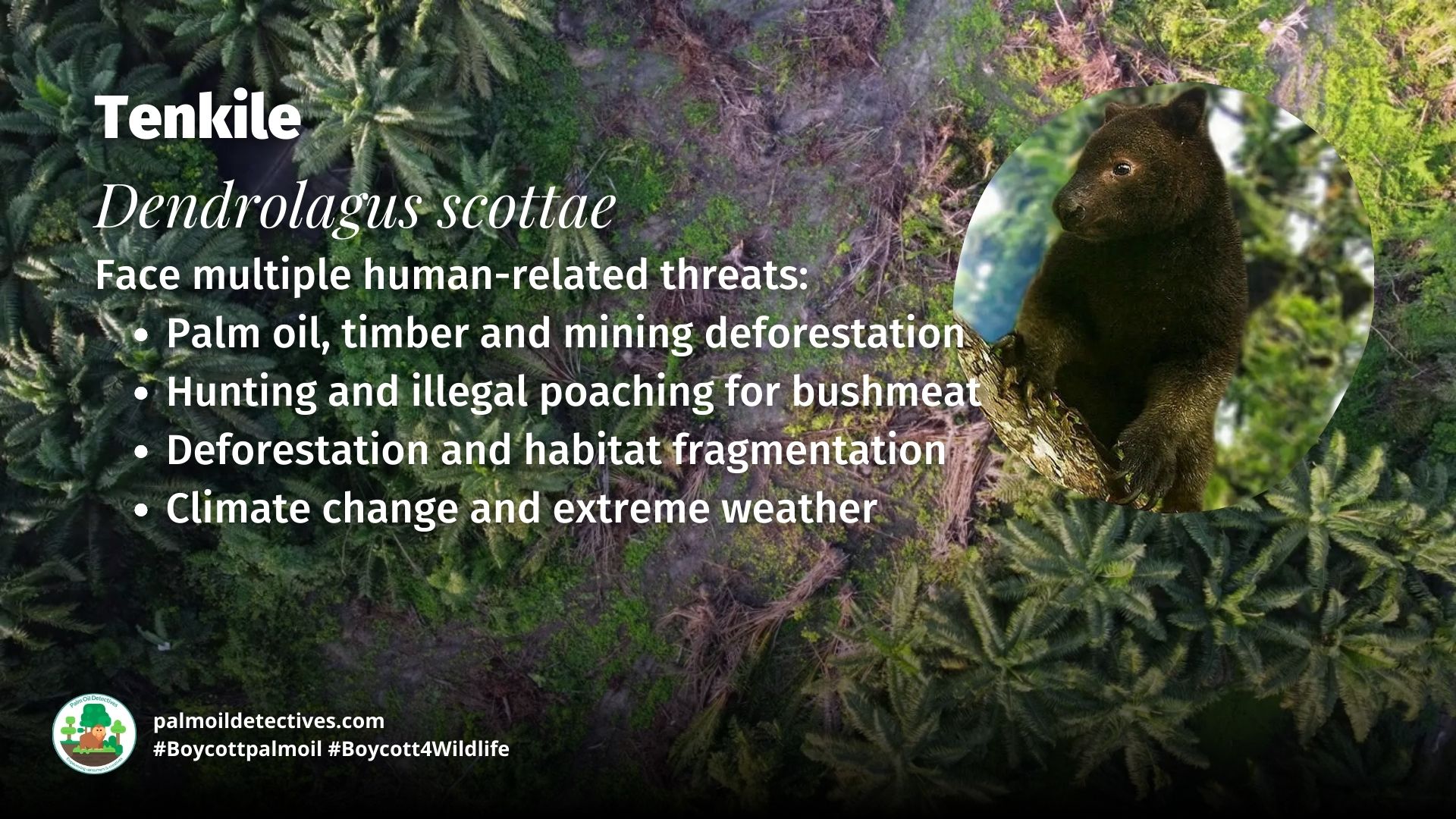 Tenkile Dendrolagus scottae