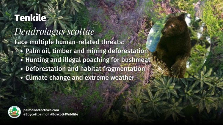 Tenkile Dendrolagus scottae