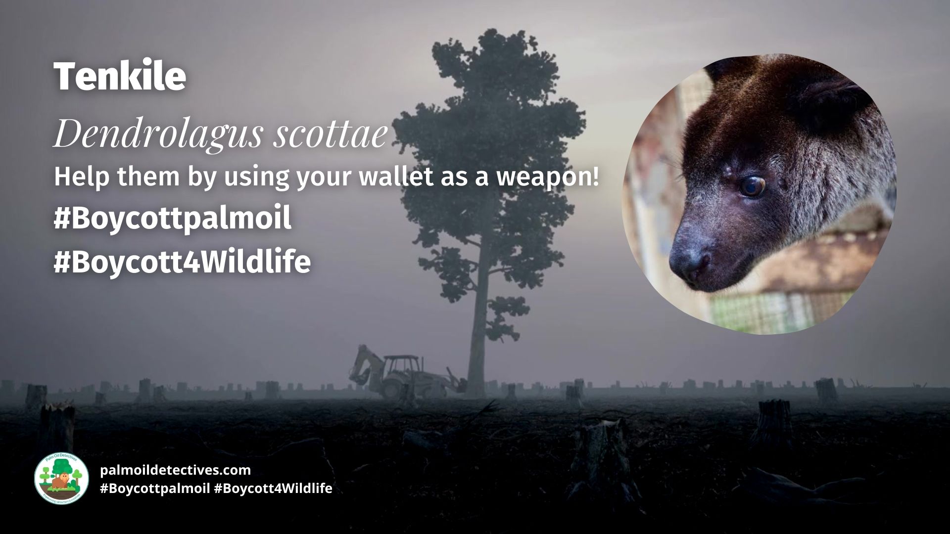 Tenkile Dendrolagus scottae