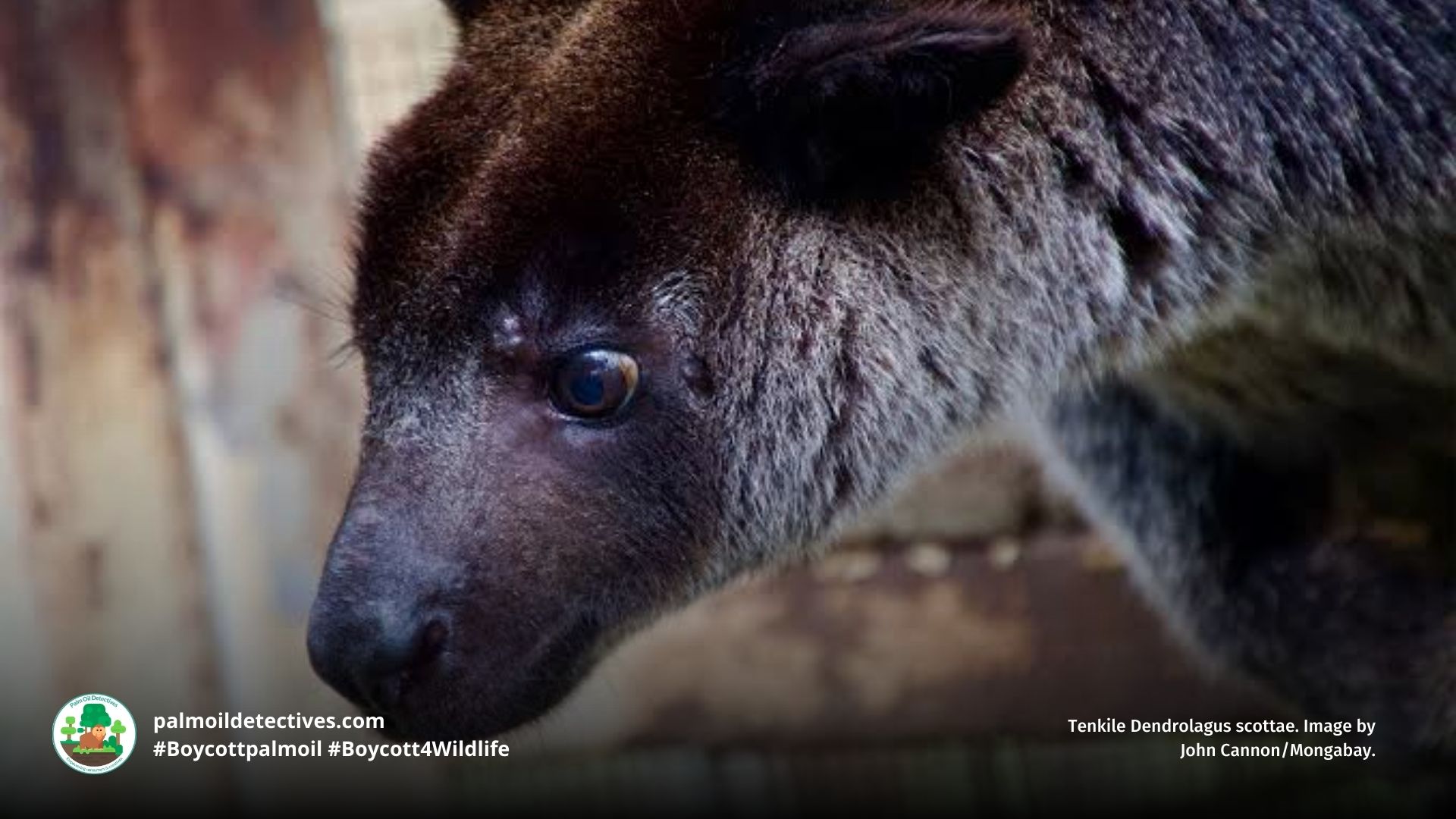 Tenkile Dendrolagus scottae