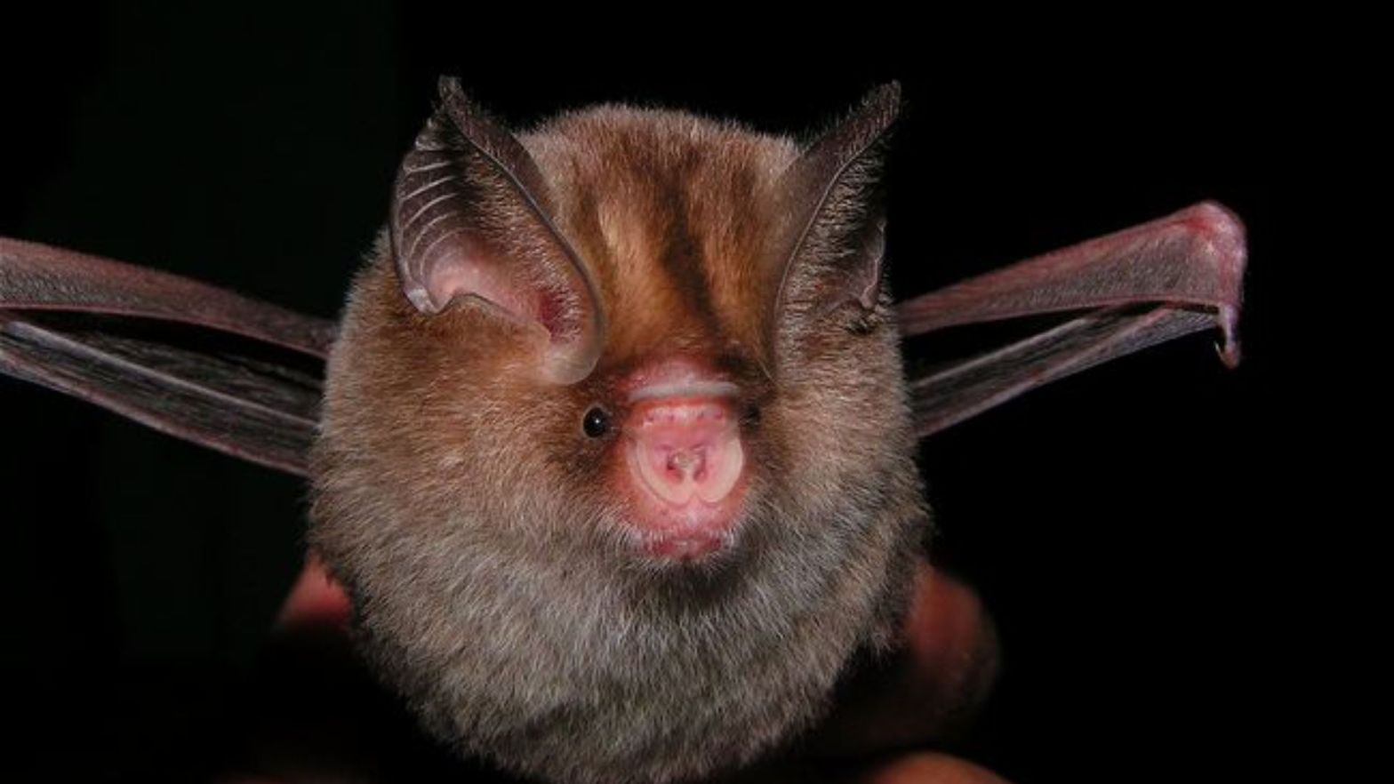 Thailand Leaf-nosed Bat Hipposideros halophyllus by Pipat Soisook