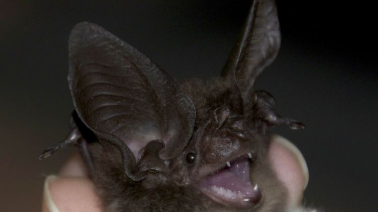 Thomas's Big-eared Bat Pharotis imogene