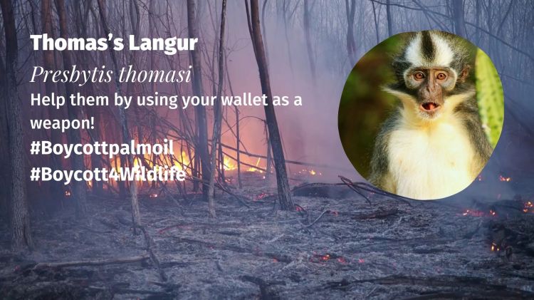 Thomas’s Langur Presbytis thomasi (2) boycott palm oil