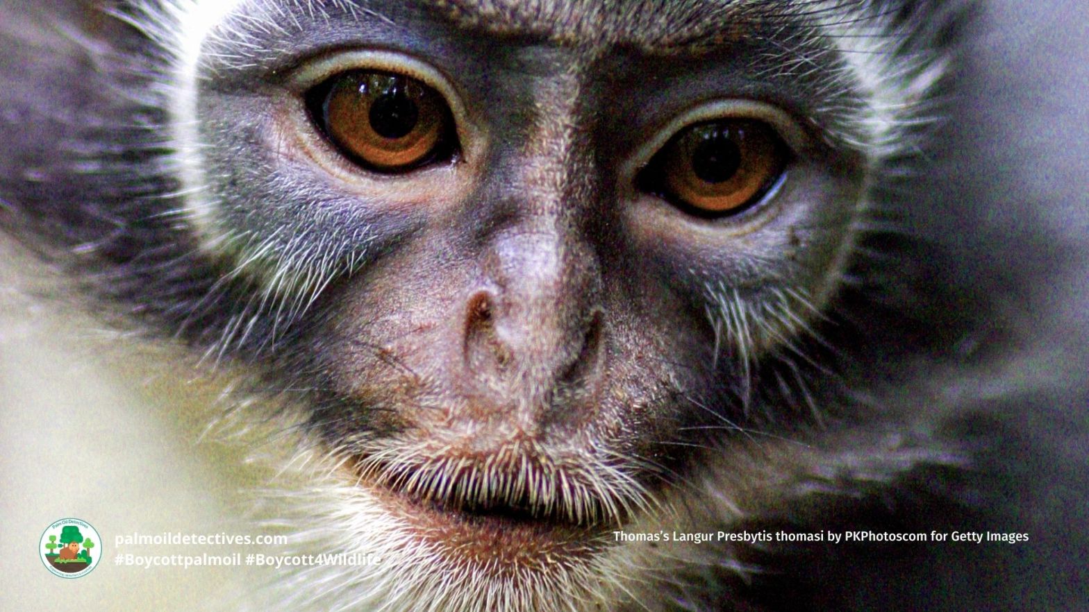 Thomas’s Langur Presbytis thomasi by PKPhotoscom for Getty Images