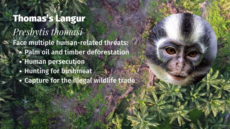 Thomas’s Langur Presbytis thomasi threats 
