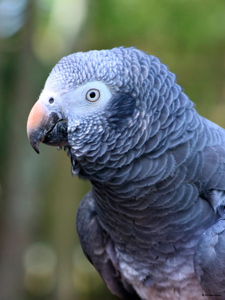 Timneh Parrot Psittacus timneh