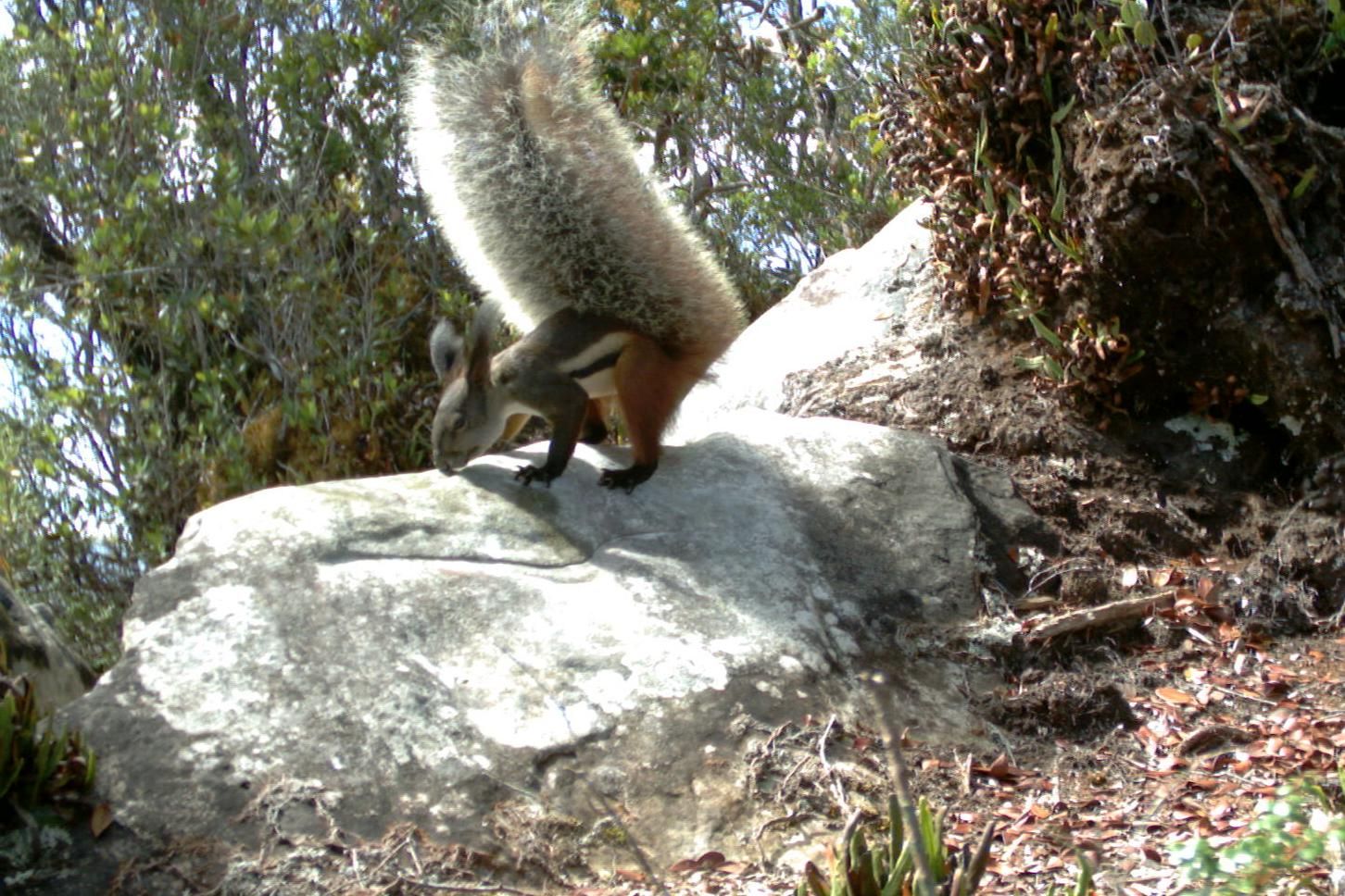 Tufted Ground Squirrel Rheithrosciurus macrotis