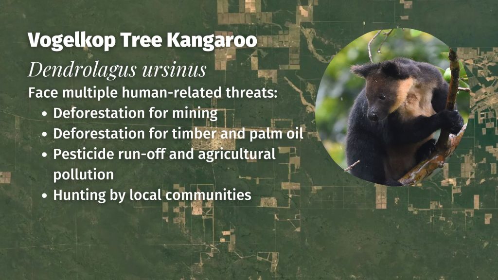 Vogelkop Tree Kangaroo Dendrolagus ursinus threats 