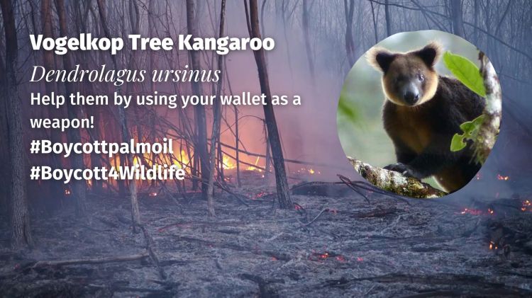 Vogelkop Tree Kangaroo Dendrolagus ursinus boycott palm oil