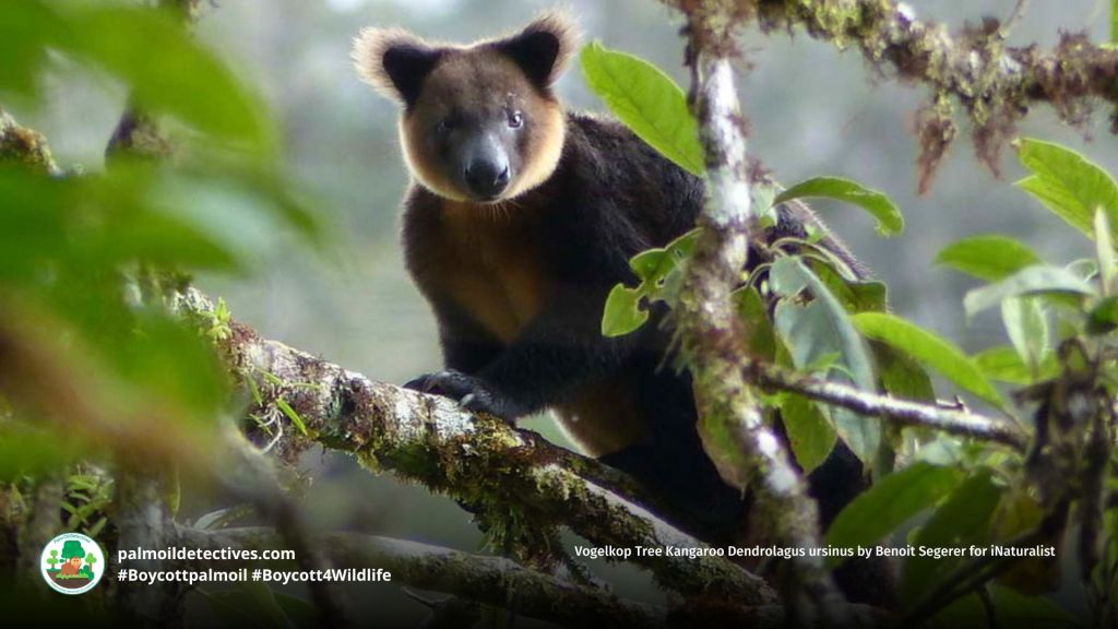 Vogelkop Tree Kangaroo Dendrolagus ursinus by Benoit Segerer for iNaturalist 