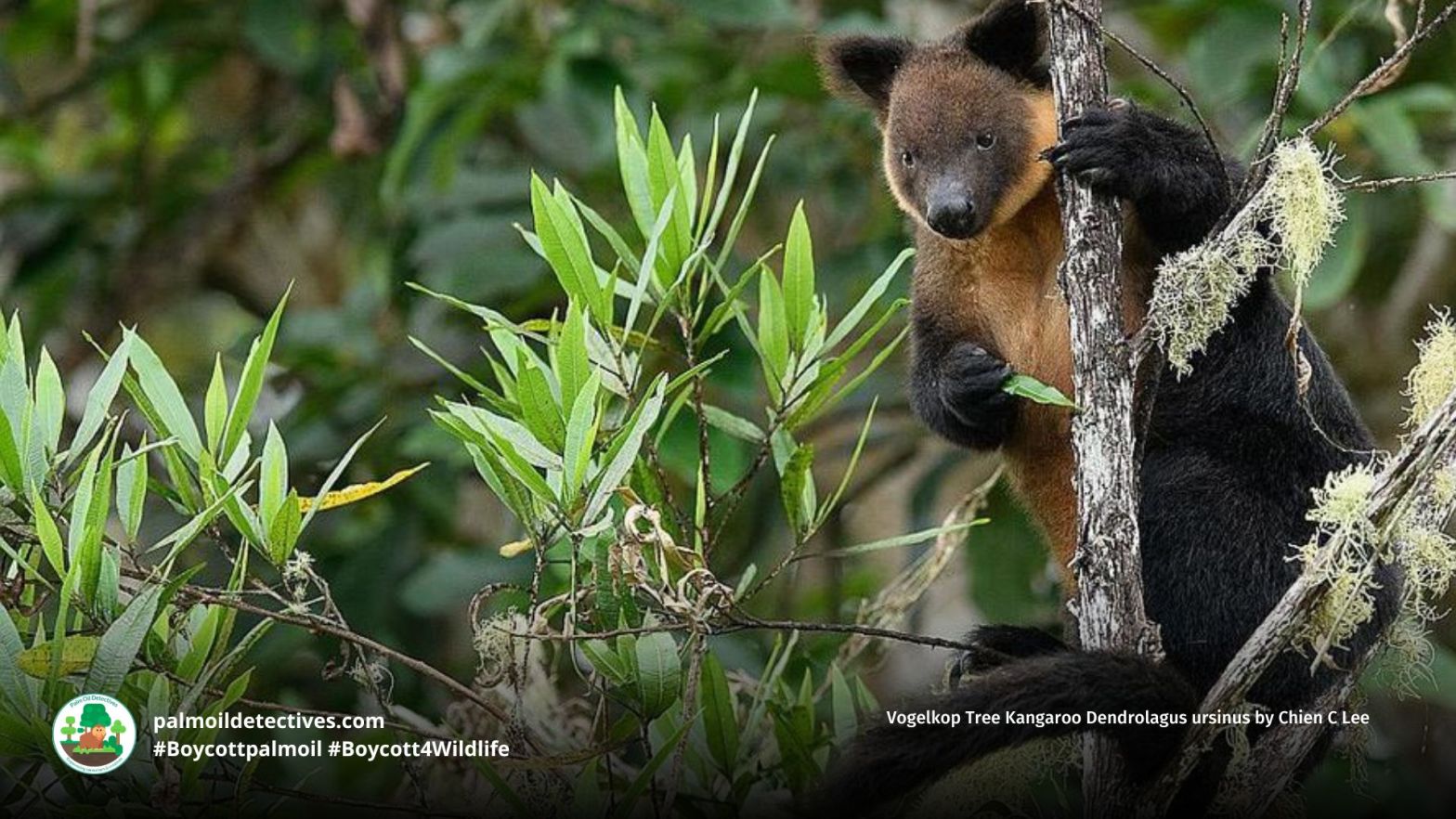 Vogelkop Tree Kangaroo Dendrolagus ursinus by Chien C Lee