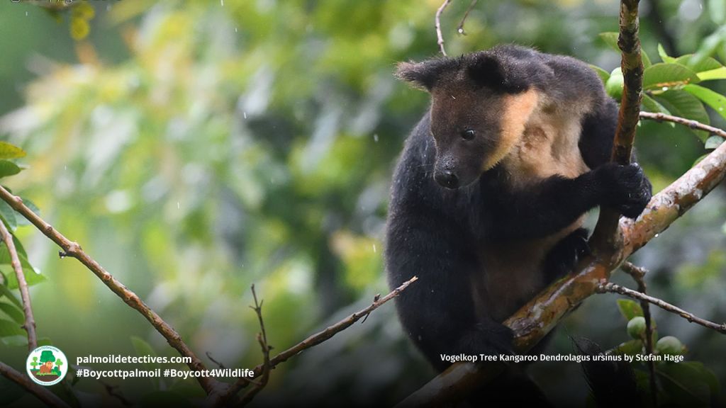 Vogelkop Tree Kangaroo Dendrolagus ursinus by Stefan Hage