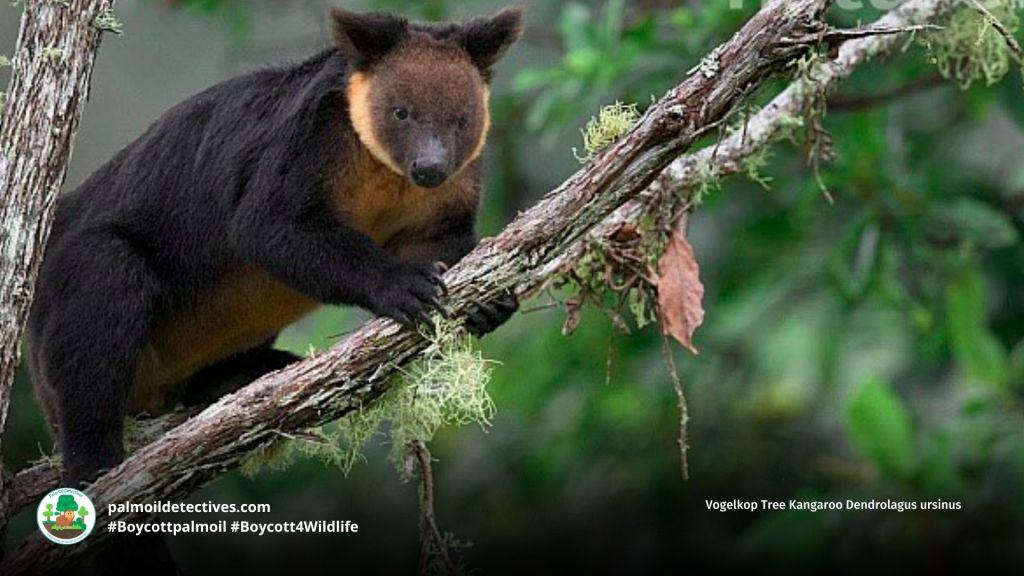 Vogelkop Tree Kangaroo Dendrolagus ursinus
