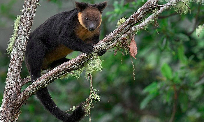 Vogelkop Tree Kangaroo Dendrolagus ursinus