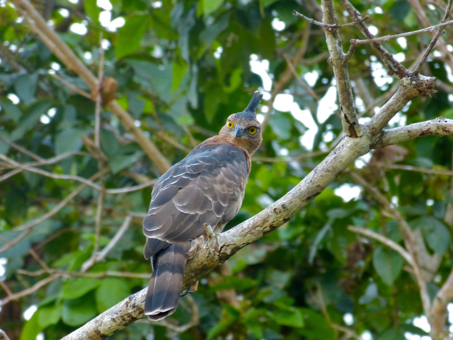 Wallace's Hawk-eagle Nisaetus nanus