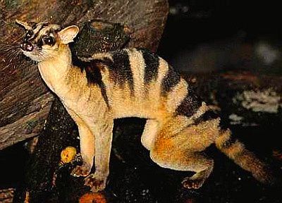 West African Oyan Poiana leightoni