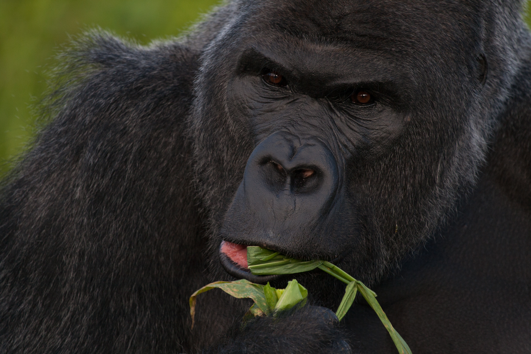 Western_lowland_gorilla_Gorilla_gorilla_gorilla