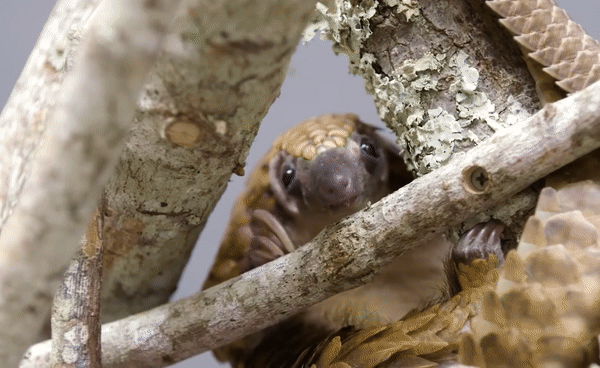 White-bellied Pangolin Phataginus tricuspis