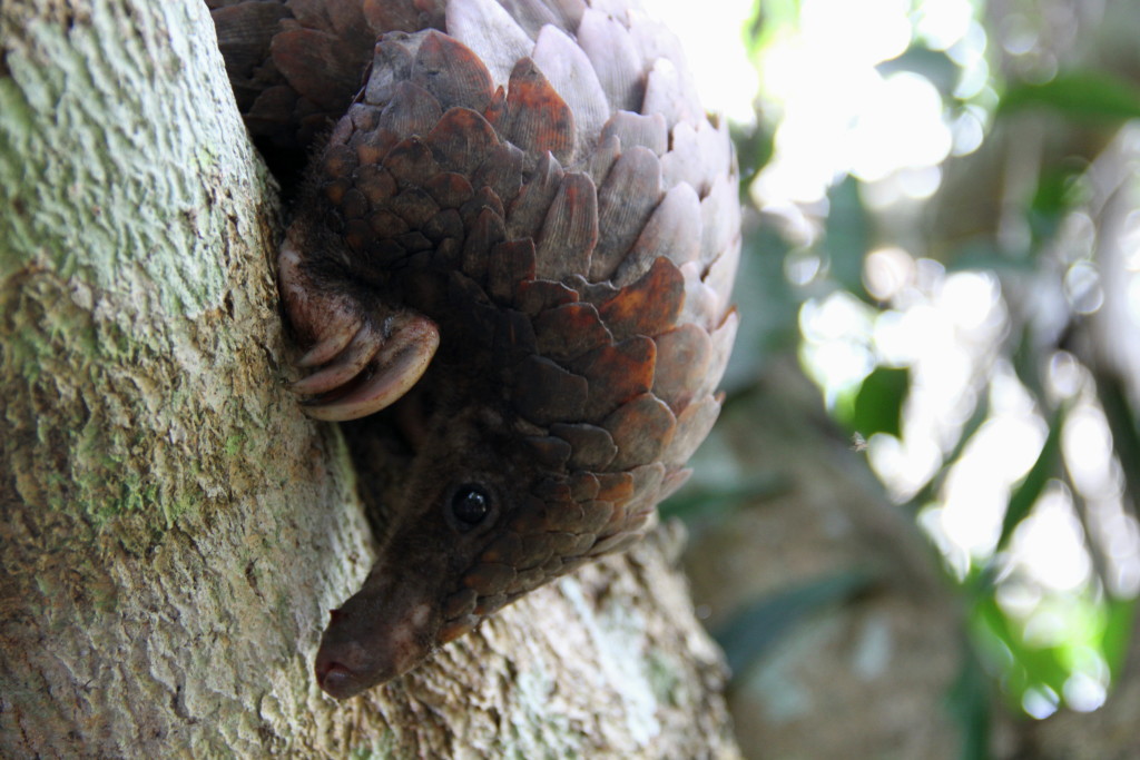 White-bellied Pangolin Phataginus tricuspis