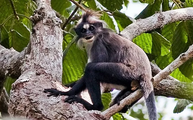 White-fronted Langur Presbytis frontata