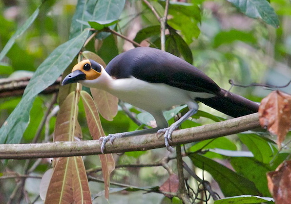 White-necked Rockfowl Picathartes gymnocephalus