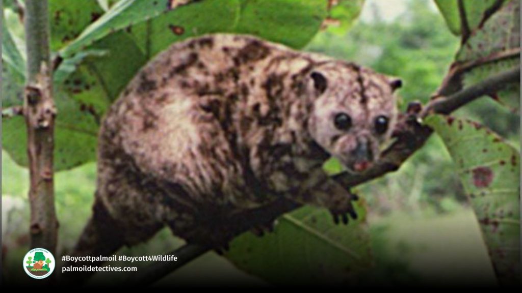 Woodlark Cuscus Phalanger lullulae (2)