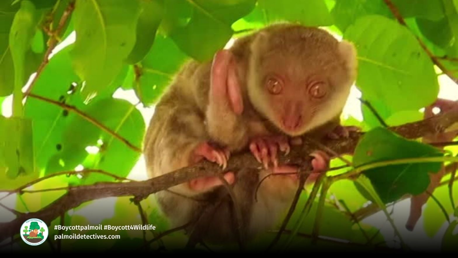 Woodlark Cuscus Phalanger lullulae