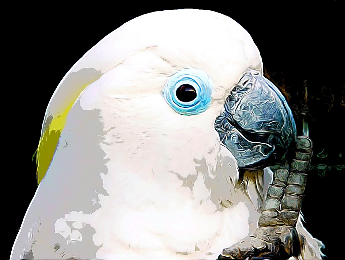 Blue-eyed Cockatoo Cacatua ophthalmica