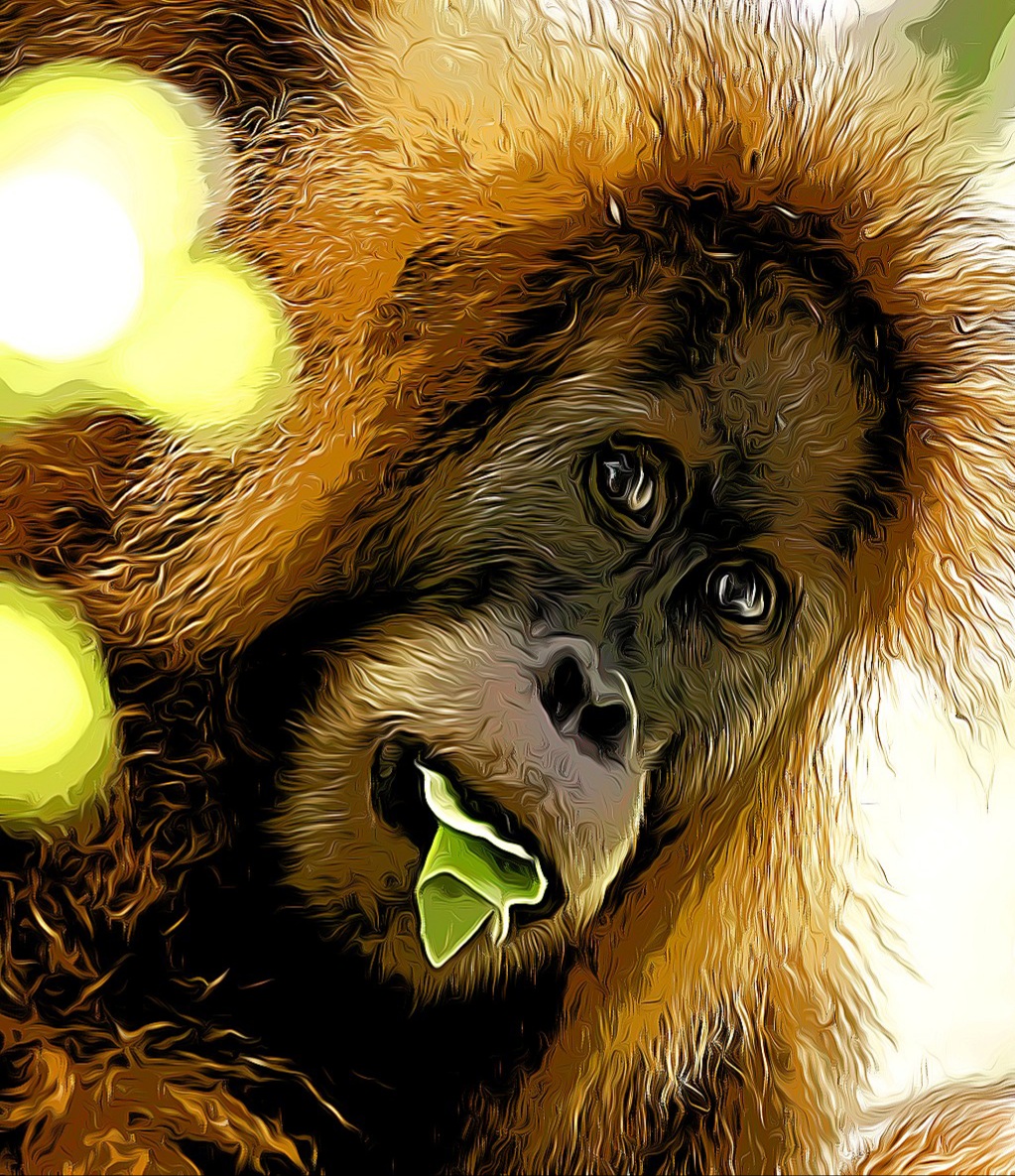 Tapanuli Orangutan Pongo tapanuliensis