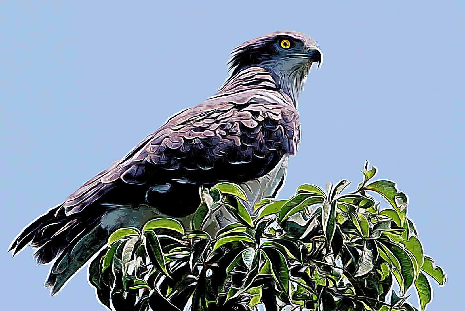 Beaudouin's Snake-eagle Circaetus beaudouini