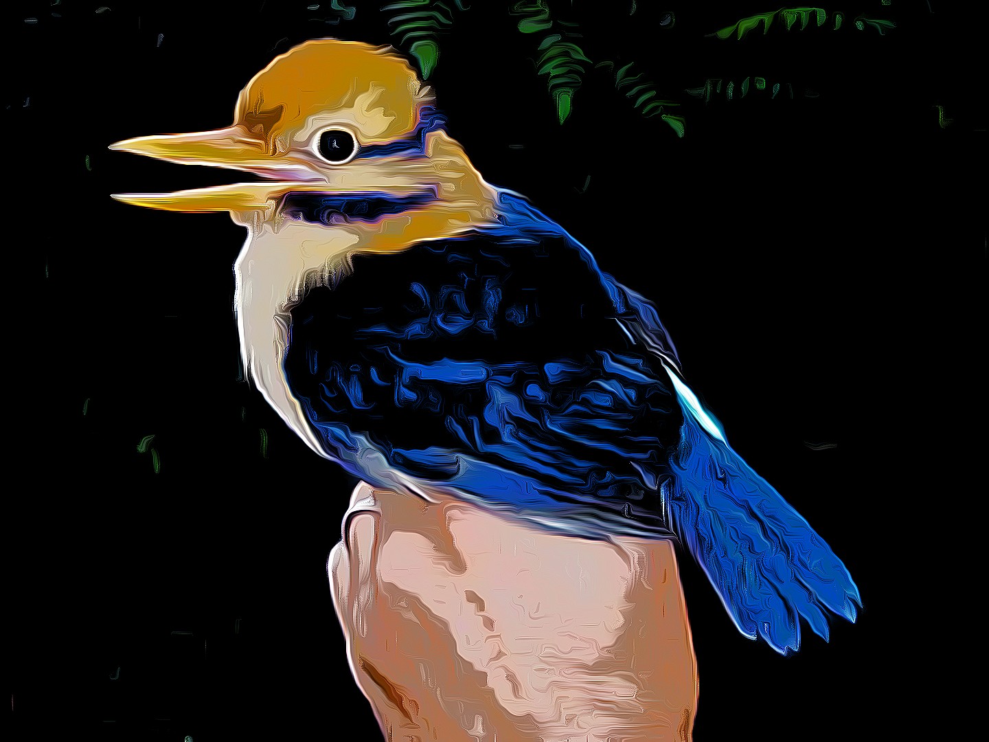 Bougainville Moustached Kingfisher Actenoides bougainvillei
