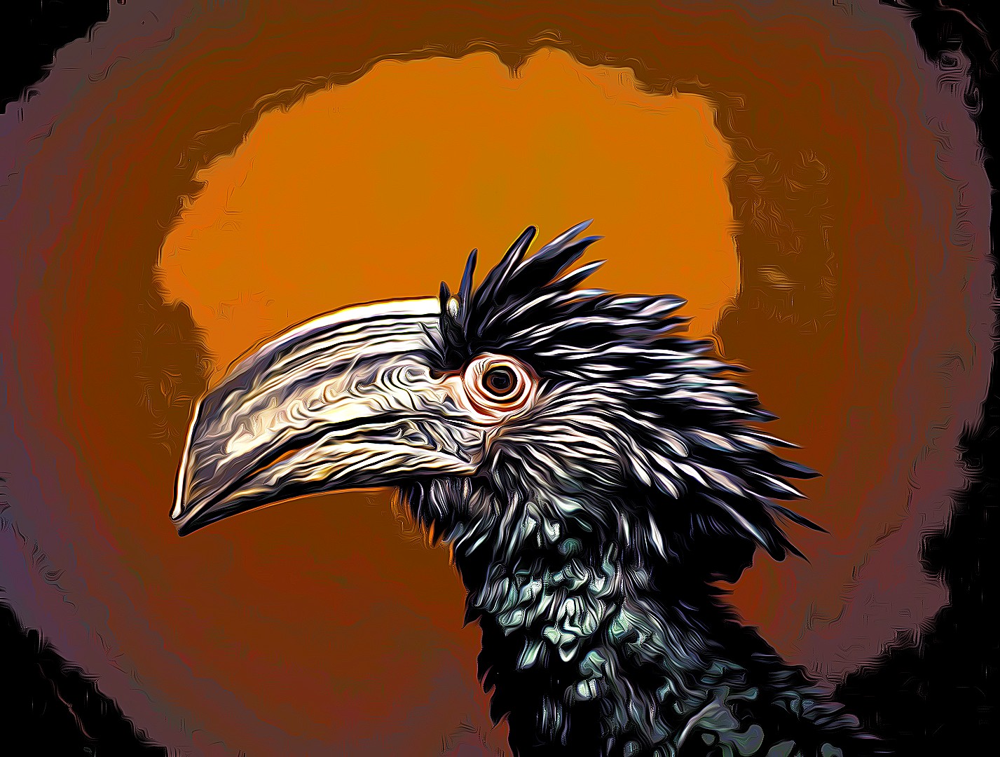 Brown-cheeked Hornbill Bycanistes cylindricus