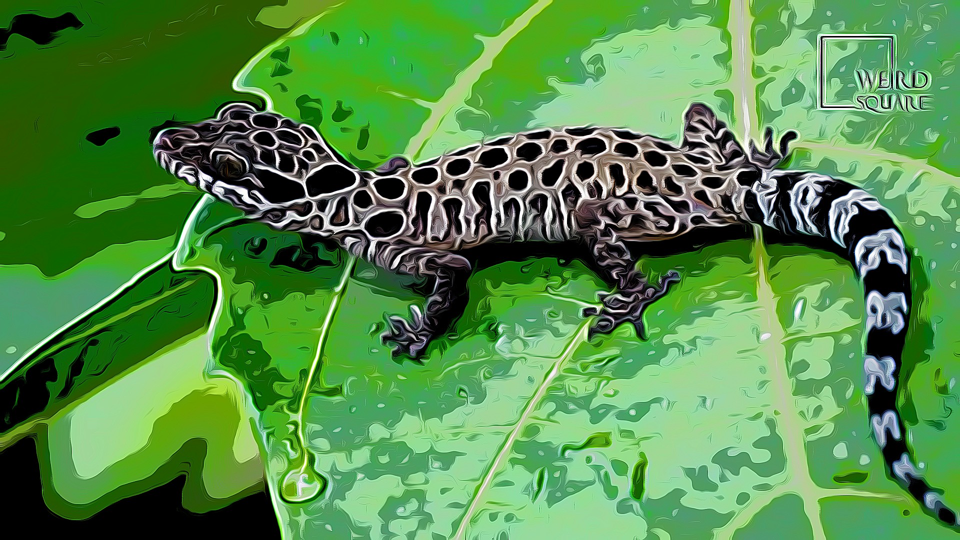 Cameron Highlands bent-toed gecko Cyrtodactylus trilatofasciatus